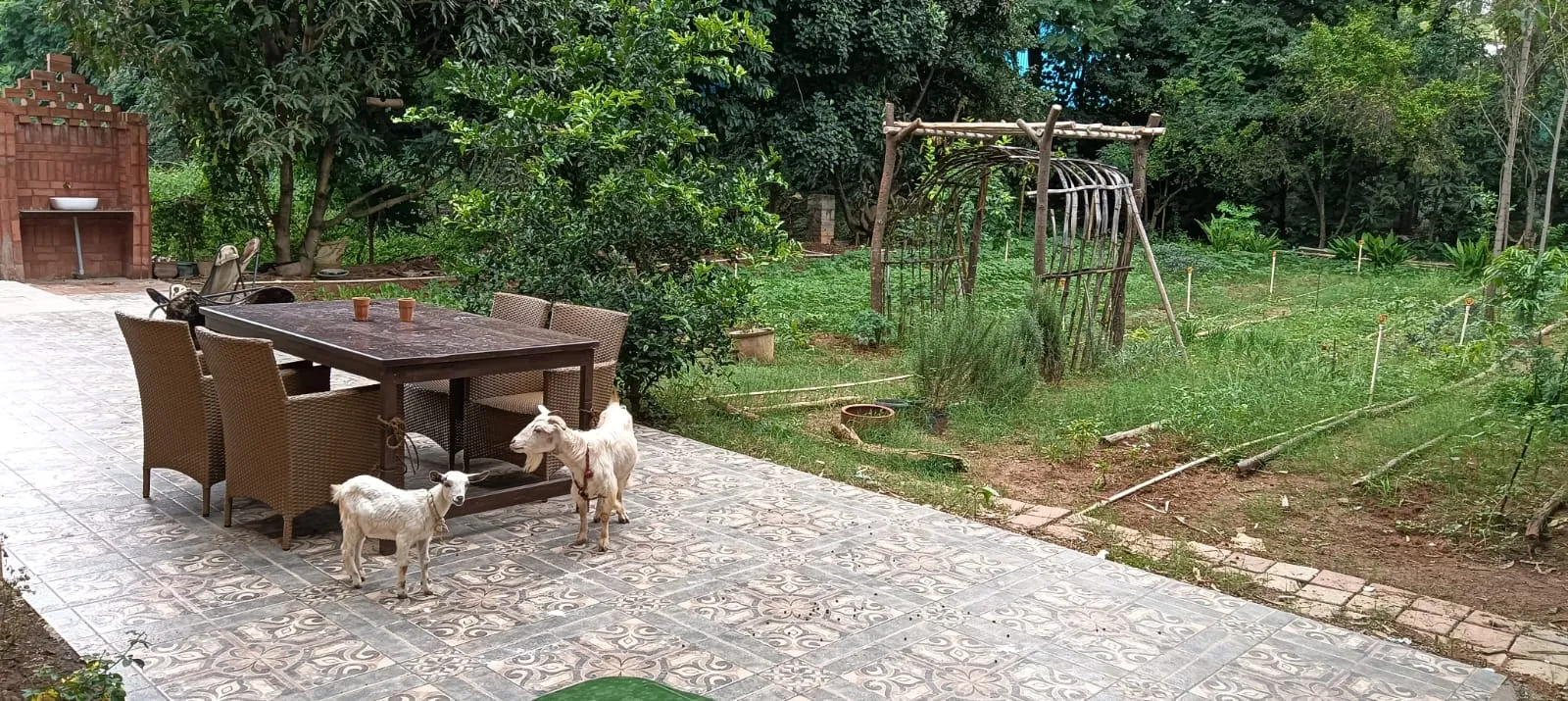 Lush green crops growing at Orchard Table farm