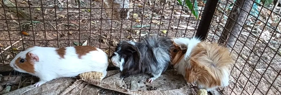 Farm Tour
