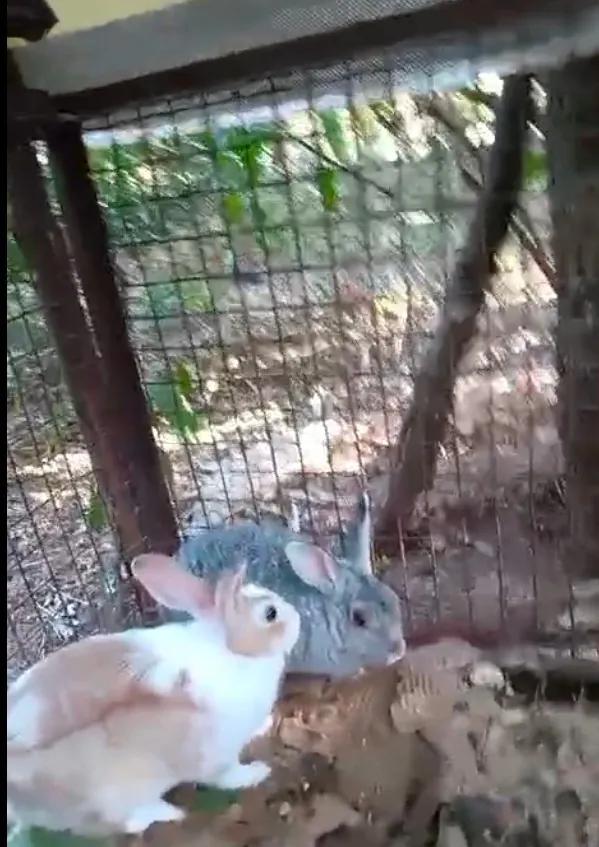 Farm Tour